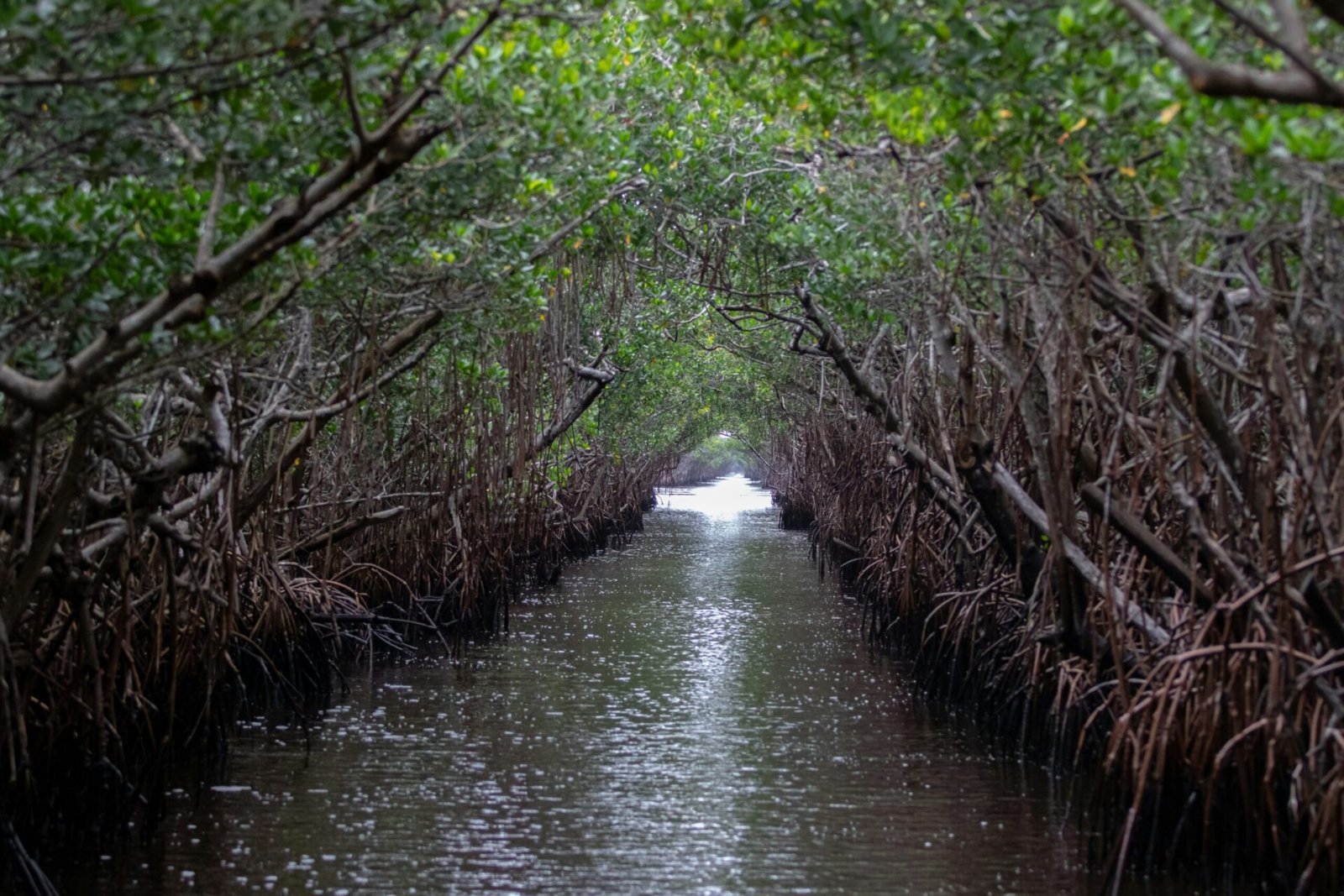 Les Everglades: Un écosystème unique à préserver